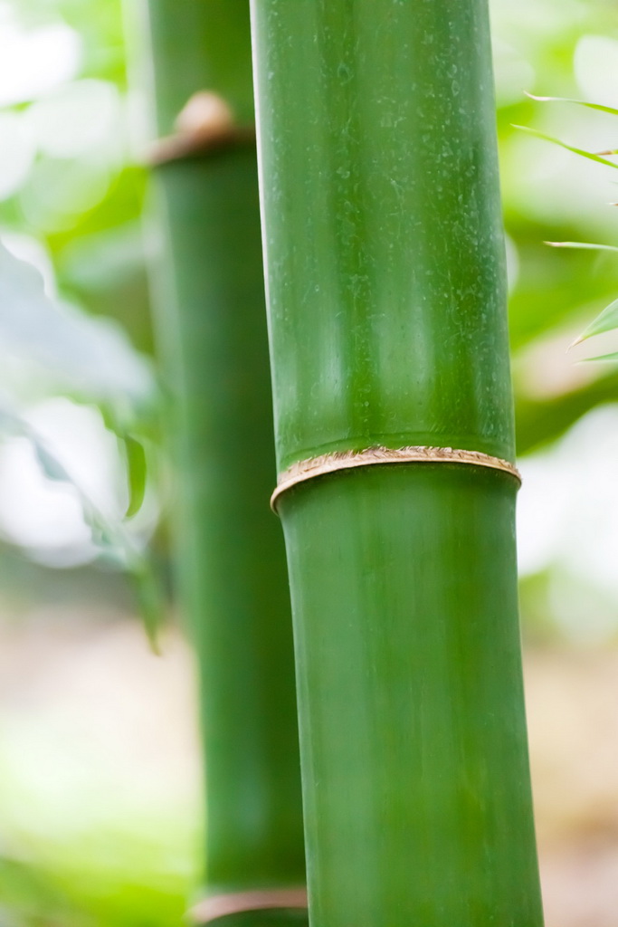 The Symbolism of the Bamboo | Archi-living.com