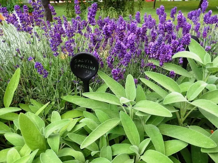 home garden with aromatic plants, Flora Art Garden Show in Zagreb, Archi-living.com
