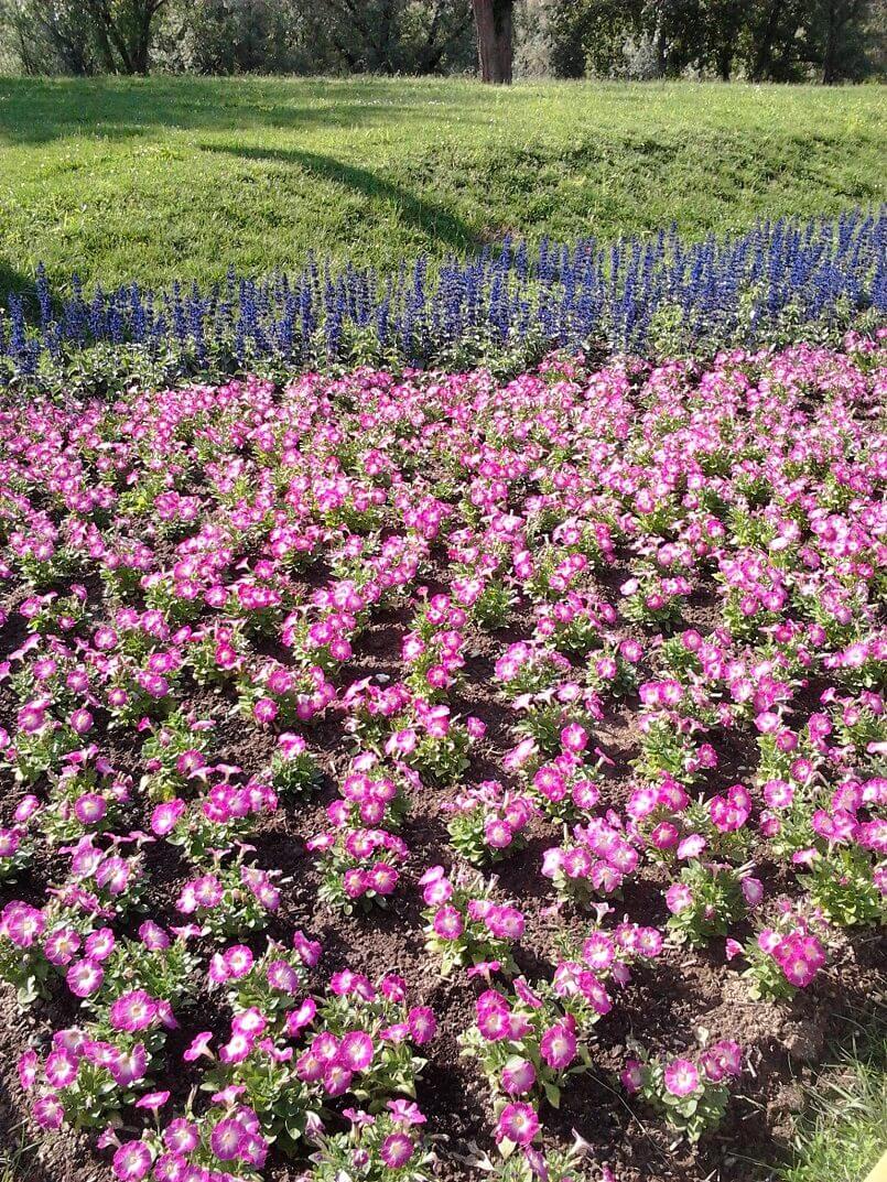 floraart zagreb,bundek lake and park,pink and blue flowers in garden images,design garden like a designer,professional garden design inspiration,