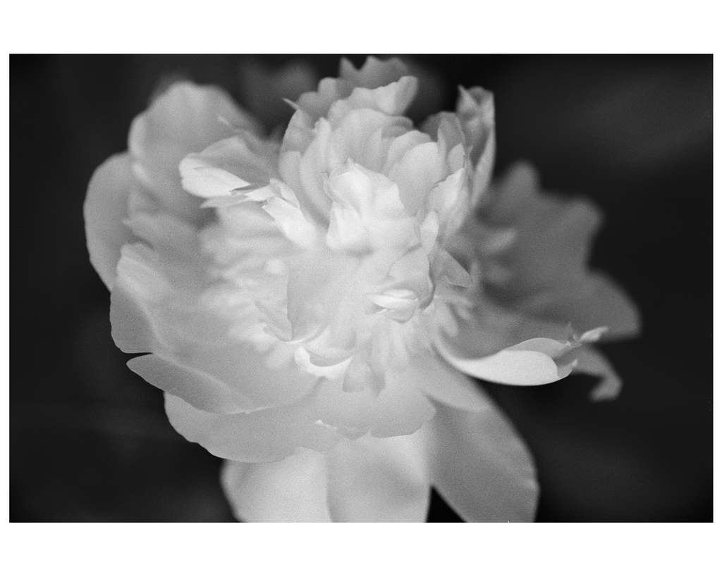 D_Beth-O’Donnell_Peonies_flowers_New-Art-at-NIBA-Home_Archi-living_resize.jpg