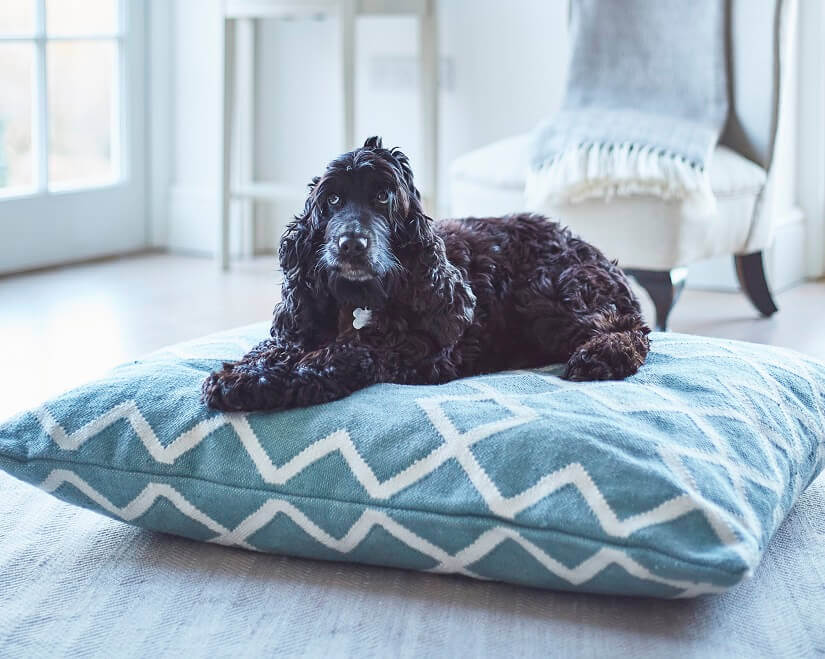Eco-Friendly Dog Bed Floor Cushions, Rugs, and Blankets,Archi-living.com,