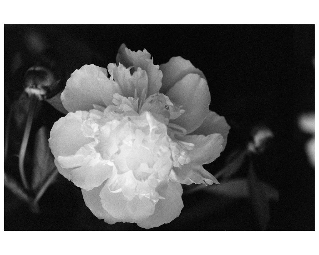 E_Beth-O’Donnell_Peonies_flowers_New-Art-at-NIBA-Home_Archi-living_resize.jpg