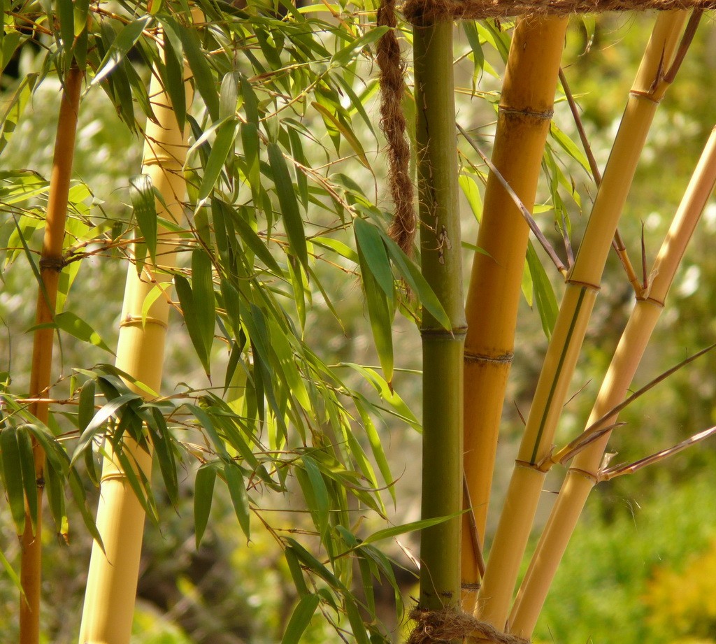 The Symbolism of the Bamboo  Magazine by