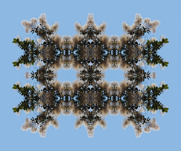 Flora-41_resize.jpg