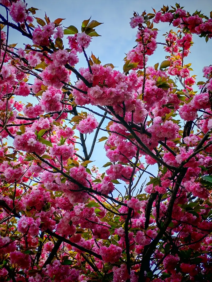 Japanese Cherry Blossoms on Bogoslava Šuleka Street, Archi-living.com