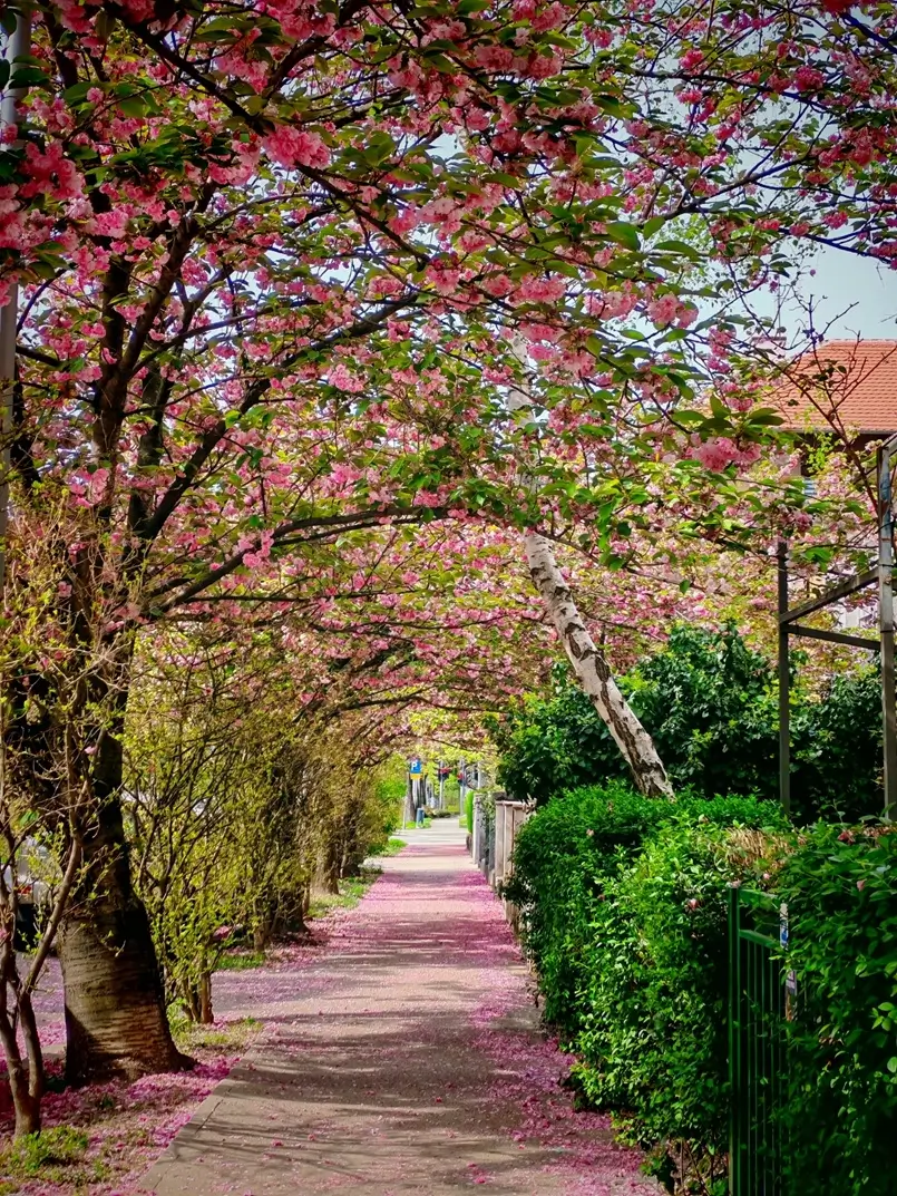 Japanese Cherry Blossoms on Bogoslava Šuleka Street, Archi-living.com