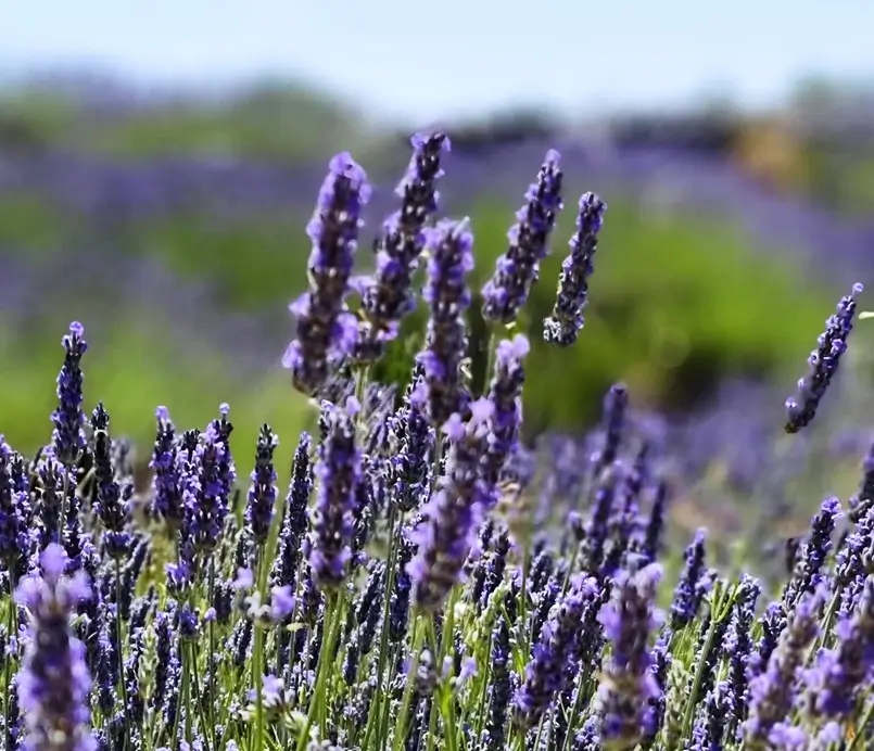Lavender, Hvar Island, Archi-living.com