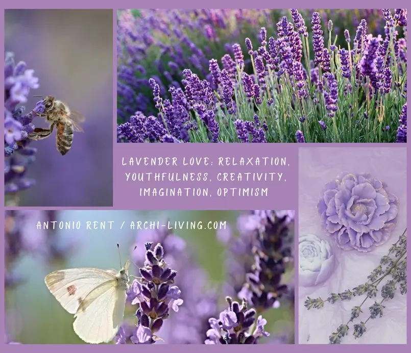 lavender plant, archi-living.com