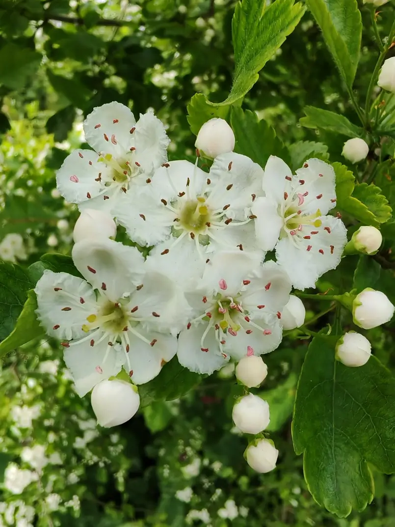 Flowers in Maksimir Park in Zagreb, Archi-living.com