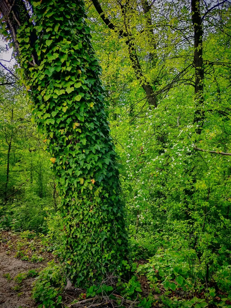 Trees in Maksimir Park in Zagreb, Archi-living.com