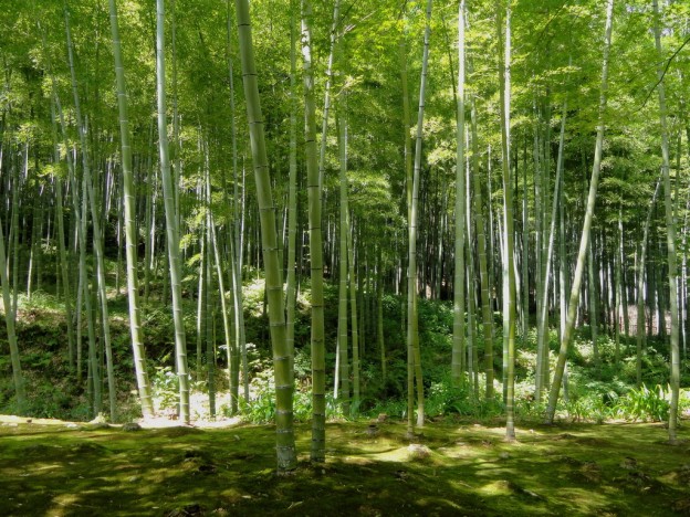 bamboo symbolism japan,bamboo forest kyoto,symbolic meaning plants,garden design ideas,outdoor furniture material,