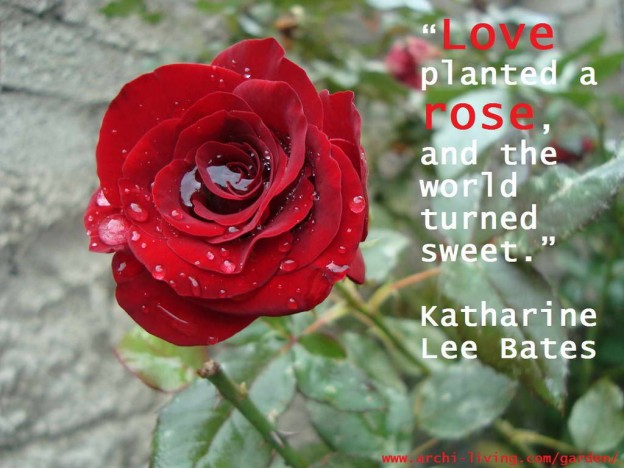 quotes,Katharine Lee Bates quotes,inspirational quotes,motivational quotes,love quotes,positive quotes,quote of the day,life quotes,best quotes,famous quotes,photo quotes,beautiful quotes,red rose,rose,rose symbolism,red rose symbolism,rose garden,rose garden ideas,rose wedding,romantic flowers,romantic rose,rose meaning,red rose meaning,love flowers,beautiful flowers,language of flowers,beautiful garden ideas,beautiful garden design,exterior design ideas,valentines day,romantic,color of love,red,red color,colourful,vibrant colors,color,primary colors,