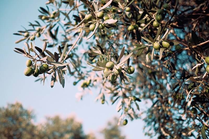 quotes about olive trees,food tips with olive oil,beauty tips with olive oil,put olive oil in your hair,famous chefs about olive oil,
