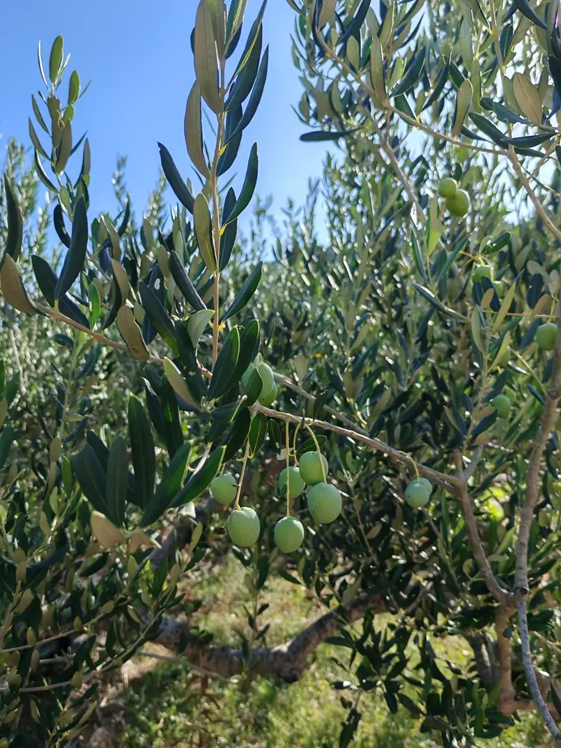 Olive Tree, Hvar Island, Archi-living.com