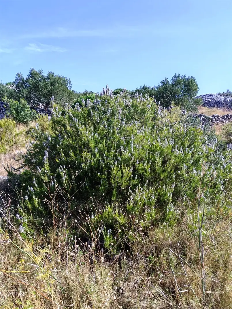 Rosemary, Hvar Island, Archi-living.com