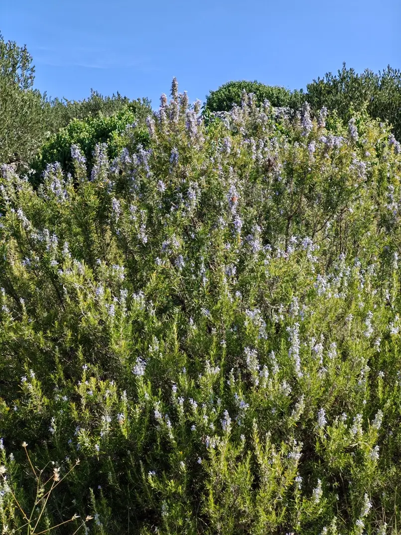 Rosemary on Hvar Island, Archi-living.com