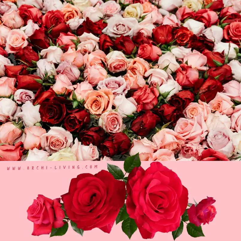 Amorous Rose-Inspired Home, Archi-living.com