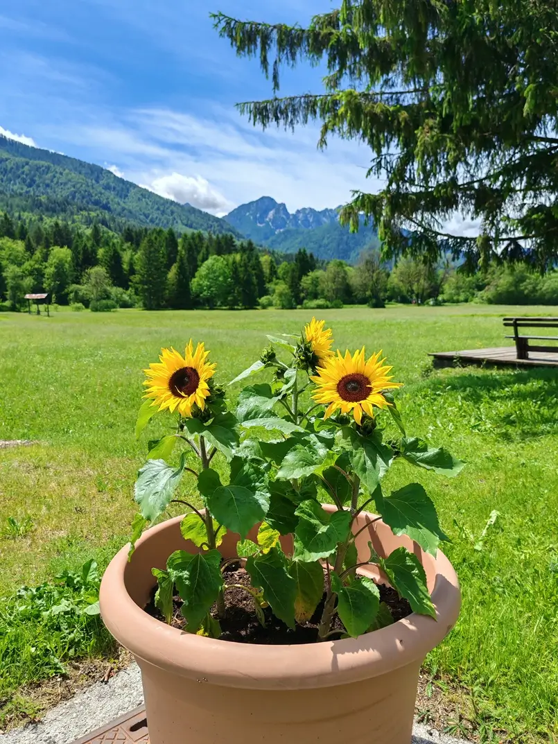 Sunflowers, Gostilna Ponca in Rateče, Archi-living.com