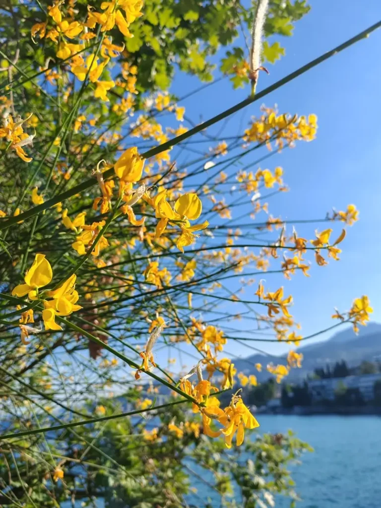 What to See in Beautiful Opatija, the Queen of the Adriatic, Archi-living.com