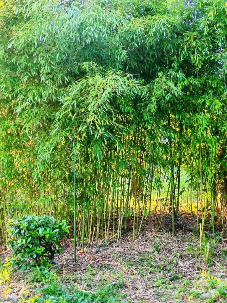 bamboo plants in Opatija, Croatia, Archi-living.com