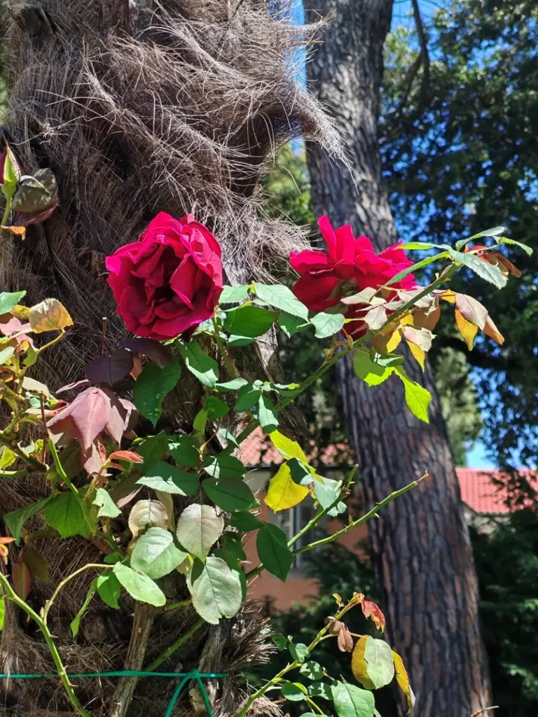 two red roses in St. James’ Park in Opatija, Archi-living.com