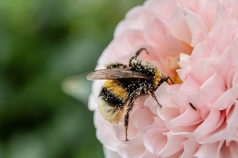 Celebrating World Bee Day: 15 Quotes Inspired by Busy Bees, Archi-living.com
