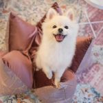 luxury dog cushions,stylish dog bed design,luxury cushions for pets,dog beds for small dogs,nice dog beds for living room,