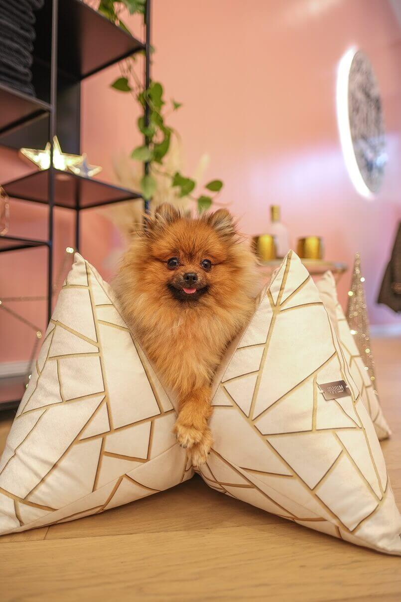 white and gold dog cushions,hundekissen luxus,luxury dog beds for small dogs,dog bed ideas for living room,luxury cushions for pets,