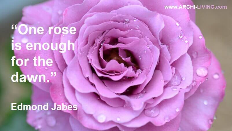 lilac rose images with quotes,dawn inspirational quotes,edmond jabes quotes,rose and dawn quotes,beautiful quotes in english,