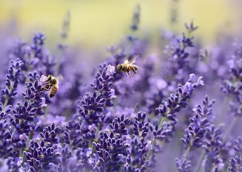 bees on lavender in the field, sustainable lifestyle, archi-living.com