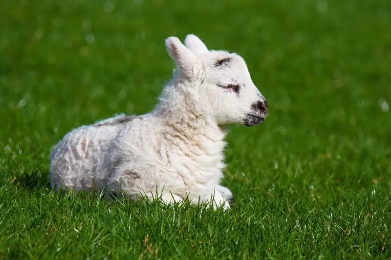 Be Vegan for the Animals: Exercise Compassion and Kindness, Archi-living.com