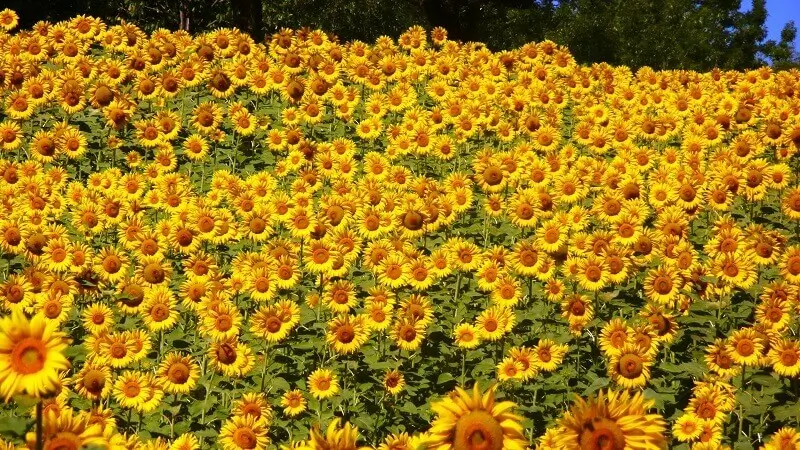 Warm Up Your Home with Sunny Yellow, sunflowers in the field, Archi-living.com 