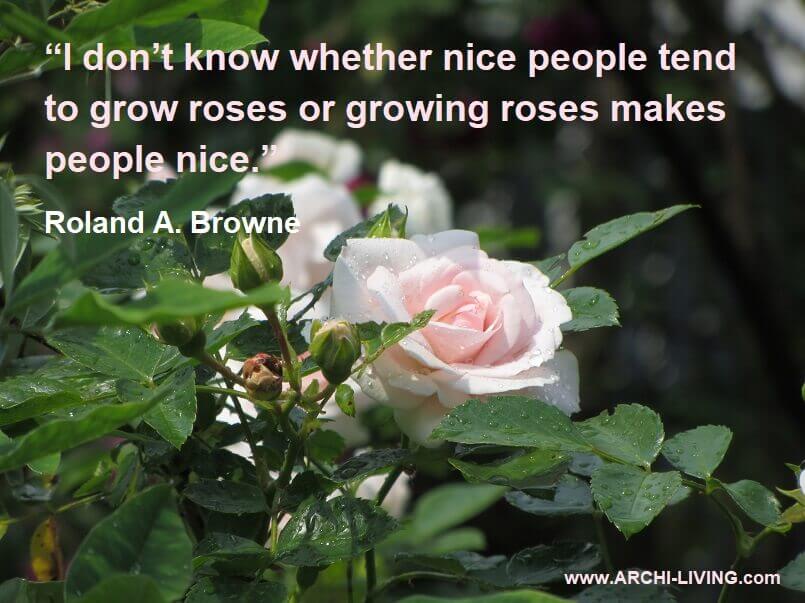 citati o ružama na engleskom,quotes about garden roses,roland a browne quotes about rose,quotes about flowers growing,light pink garden roses,