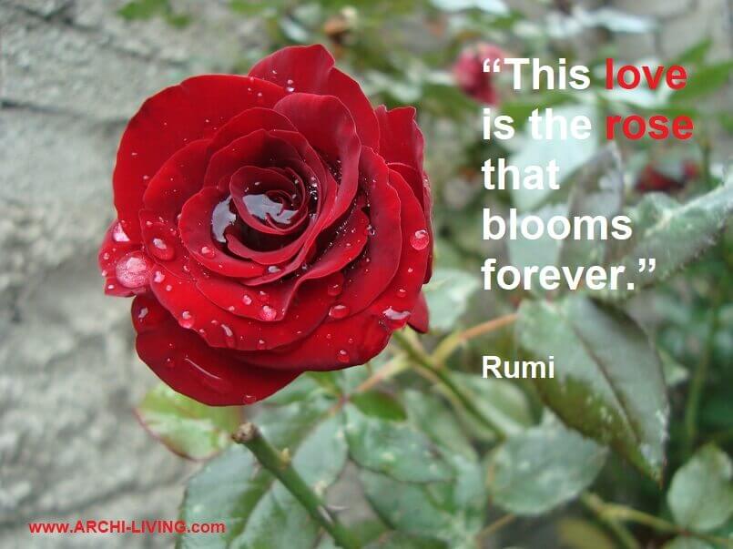 rose quotes by famous writers about love,rumi quotes love,beautiful red rose flower images,rose quotes by rumi,lovely quotes for husband,