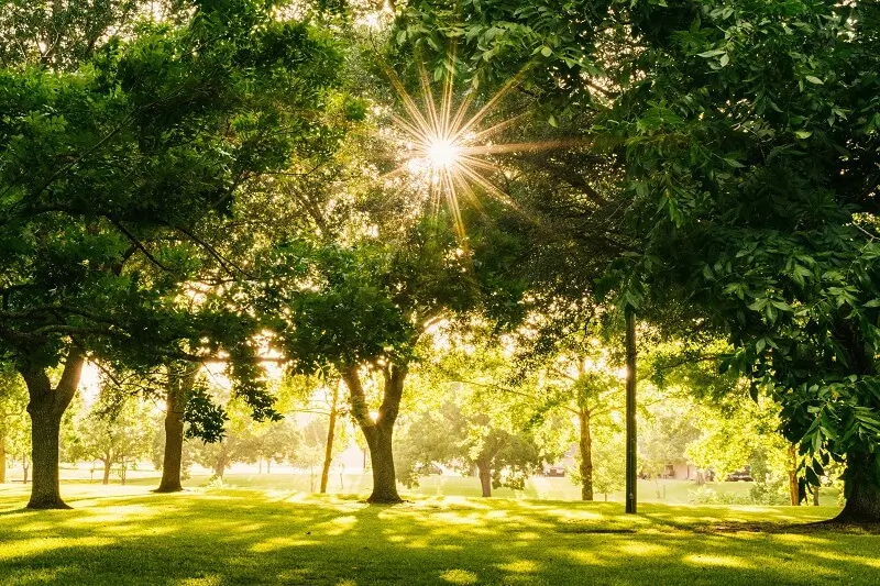 woods on a sunny day, photo by Gayatri Malhotra on Unsplash, Archi-living.com